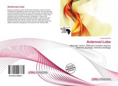 Antennal Lobe的封面