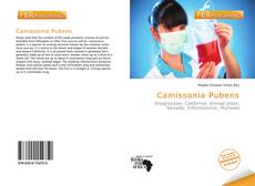 Bookcover of Camissonia Pubens