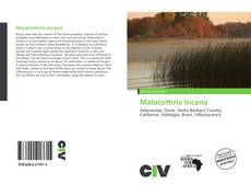 Copertina di Malacothrix Incana