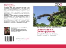 Buchcover von Cóndor andino(Vultur gryphus)