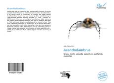Acantholambrus kitap kapağı