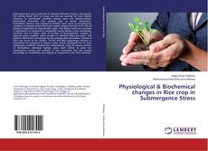 Bookcover of Physiological & Biochemical changes in Rice crop in Submergence Stress