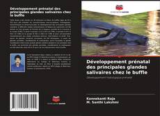Développement prénatal des principales glandes salivaires chez le buffle的封面