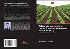 Bookcover of Tolérance au sel de la canne à sucre (Saccharum officinarum L)