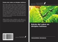 Buchcover von Estrés del cobre en Atriplex halimus