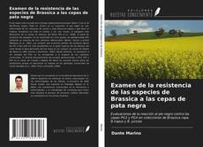 Couverture de Examen de la resistencia de las especies de Brassica a las cepas de pata negra