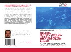Bookcover of BIOLOGÍA REPRODUCTIVA DEL MÍSIDO A. trigibba, ZONA LITORAL,SUR SINALOA