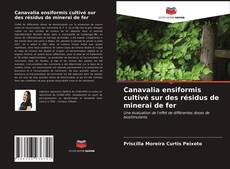 Couverture de Canavalia ensiformis cultivé sur des résidus de minerai de fer