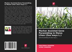 Marker Assisted Gene Pyramiding in Maize Lines (Zea mays L.)的封面