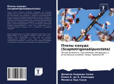 Пчелы канудо (Scaptotrigonabipunctata) kitap kapağı
