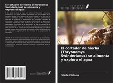 Copertina di El cortador de hierba (Thryonomys Swinderianus) se alimenta y explora el agua