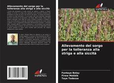 Allevamento del sorgo per la tolleranza alla striga e alla siccità kitap kapağı