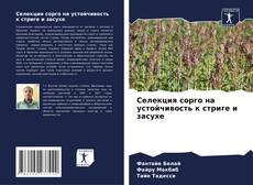 Borítókép a  Селекция сорго на устойчивость к стриге и засухе - hoz