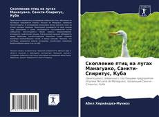 Скопление птиц на лугах Манагуако, Санкти-Спиритус, Куба的封面