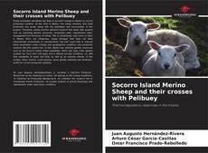 Buchcover von Socorro Island Merino Sheep and their crosses with Pelibuey