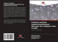 Обложка Cellules souches mésenchymateuses dérivées de l'adipose chez l'ovidé
