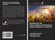 Portada del libro de Bioeficacia de Plectranthus Glandulosus sobre Sitophilus zeamais