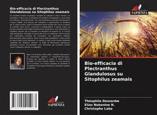 Borítókép a  Bio-efficacia di Plectranthus Glandulosus su Sitophilus zeamais - hoz
