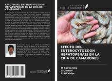 Bookcover of EFECTO DEL ENTEROCYTOZOON HEPATOPENAEI EN LA CRÍA DE CAMARONES