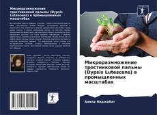 Capa do livro de Микроразмножение тростниковой пальмы (Dypsis Lutescens) в промышленных масштабах 