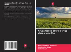 Couverture de Cruzamento entre o trigo duro e o milho