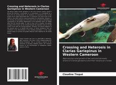 Bookcover of Crossing and Heterosis in Clarias Gariepinus in Western Cameroon