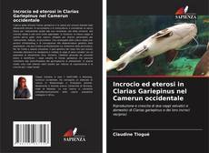 Incrocio ed eterosi in Clarias Gariepinus nel Camerun occidentale的封面