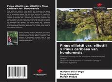 Bookcover of Pinus elliottii var. elliottii x Pinus caribaea var. hondurensis