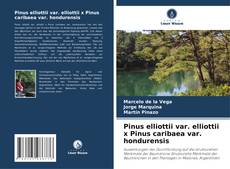 Copertina di Pinus elliottii var. elliottii x Pinus caribaea var. hondurensis