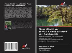 Couverture de Pinus elliottii var. elliottii x Pinus caribaea var. hondurensis