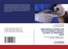 Capa do livro de ANATOMICAL STUDIES ON THE ACCESSORY GENITAL GLANDS OF BAKERWALI GOAT 