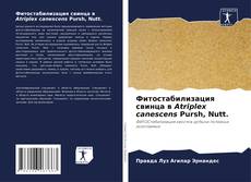 Bookcover of Фитостабилизация свинца в Atriplex canescens Pursh, Nutt.