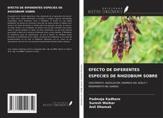 Bookcover of EFECTO DE DIFERENTES ESPECIES DE RHIZOBIUM SOBRE