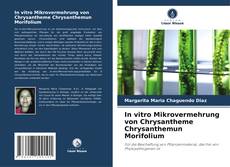 Buchcover von In vitro Mikrovermehrung von Chrysantheme Chrysanthemun Morifolium