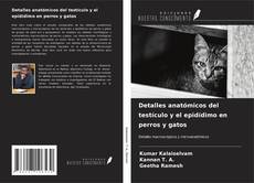 Buchcover von Detalles anatómicos del testículo y el epidídimo en perros y gatos