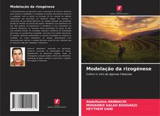Buchcover von Modelação da rizogénese