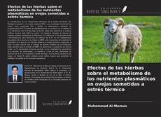 Обложка Efectos de las hierbas sobre el metabolismo de los nutrientes plasmáticos en ovejas sometidas a estrés térmico