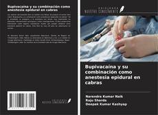 Couverture de Bupivacaína y su combinación como anestesia epidural en cabras