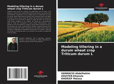Couverture de Modeling tillering in a durum wheat crop Triticum durum L
