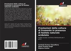 Copertina di Prestazioni della coltura di frumento in presenza di fosfato naturale acidulato