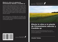Couverture de Efecto in vitro e in planta de Chromolaena odorata y Candida sp