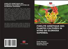 Borítókép a  FIDÉLITÉ GÉNÉTIQUE DES PLANTES CULTIVÉES IN VITRO DE GLORIOSA SUPERBAL - hoz