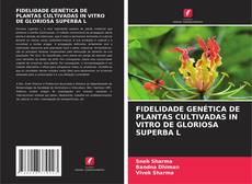 Copertina di FIDELIDADE GENÉTICA DE PLANTAS CULTIVADAS IN VITRO DE GLORIOSA SUPERBA L