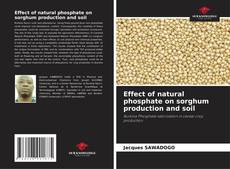 Effect of natural phosphate on sorghum production and soil kitap kapağı