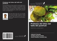 Couverture de Proteasa del látex del tallo del jackfruit