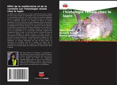 Borítókép a  Effet de la metformine et de la cannelle sur l'histologie rénale chez le lapin - hoz