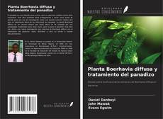 Couverture de Planta Boerhavia diffusa y tratamiento del panadizo