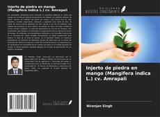 Bookcover of Injerto de piedra en mango (Mangifera indica L.) cv. Amrapali