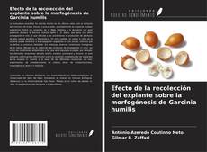 Copertina di Efecto de la recolección del explante sobre la morfogénesis de Garcinia humilis