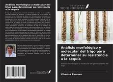 Couverture de Análisis morfológico y molecular del trigo para determinar su resistencia a la sequía